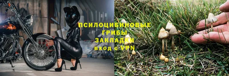 наркота  Володарск  ссылка на мегу вход  Галлюциногенные грибы Psilocybe 